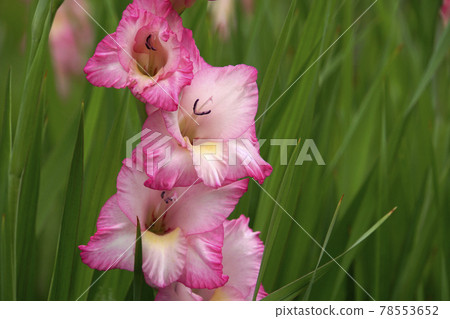 Gorgeous pink frilly gladiolus flower Gorgeous pink frilly gladiolus flower 78553652
