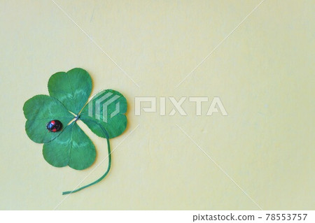 黃色背景下壓著的三葉草花上的黑色和紅色瓢蟲 78553757