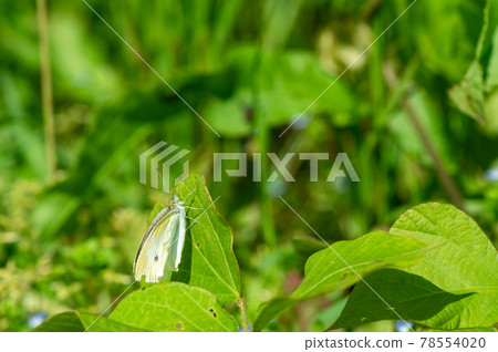 先生根 先生根 78554020