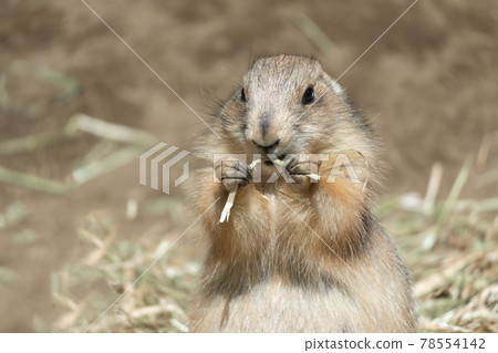 Prairie dog, black-tailed prairie dog, face, upper body Prairie dog, black-tailed prairie dog, face, upper body 78554142