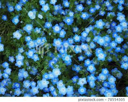 Nemophila 78554305