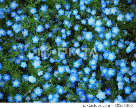 Nemophila Nemophila 78554306