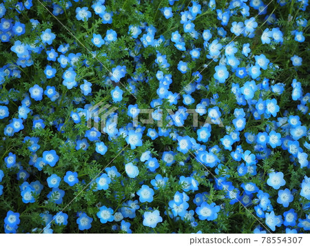 Nemophila Nemophila 78554307