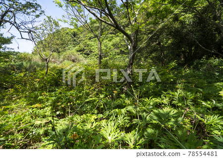 小手浦和光城跡 78554481