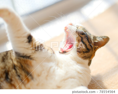 打呵欠的貓 78554564