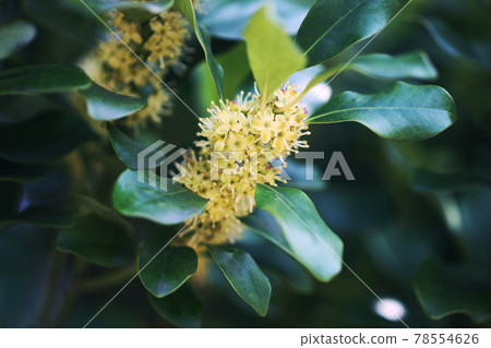Full bloom, Ilex flower 78554626