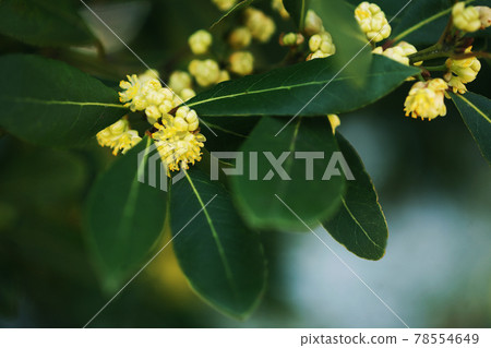 Laurel blooms Laurel blooms 78554649