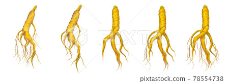 Korean ginseng, Korean ginseng, Chinese medicine, Oriental medicine, Fertility treatment, Watercolor illustration 78554738