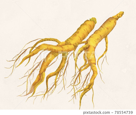 Korean ginseng, Korean ginseng, Chinese medicine, Oriental medicine, Fertility treatment, Watercolor illustration Korean ginseng, Korean ginseng, Chinese medicine, Oriental medicine, Fertility treatment, Watercolor illustration 78554739