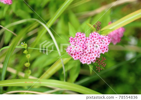 Flowers of Simopocillium Flowers of Simopocillium 78554836