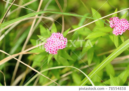 Flowers of Simopocillium Flowers of Simopocillium 78554838