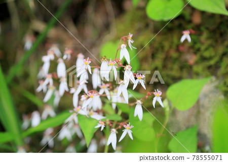 Yukinoshita flower 78555071