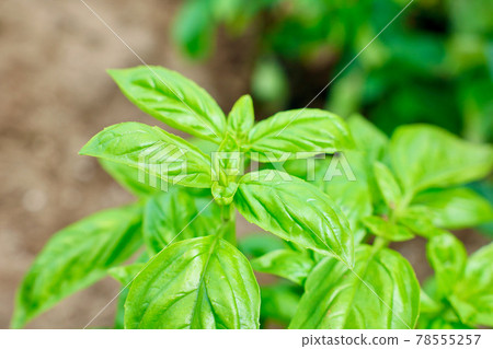 Sweet basil cultivation Stock Photo 78555257 PIXTA