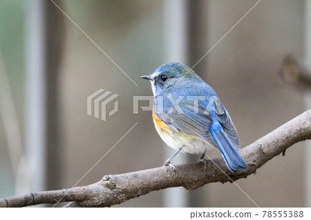 Male of Ruribitaki 78555388