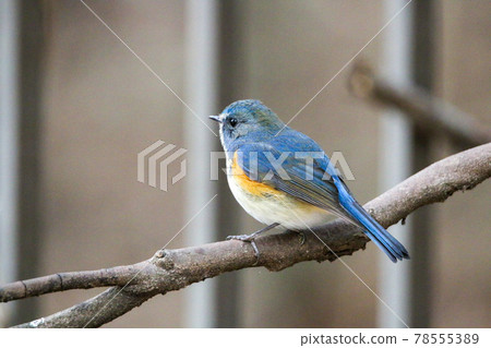 Male of Ruribitaki 78555389