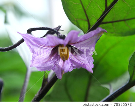 茄子開花 茄子開花 78555578