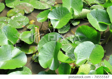 Dragonfly Dragonfly 78555587