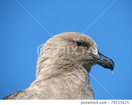 South polar skuas South polar skuas 78555624