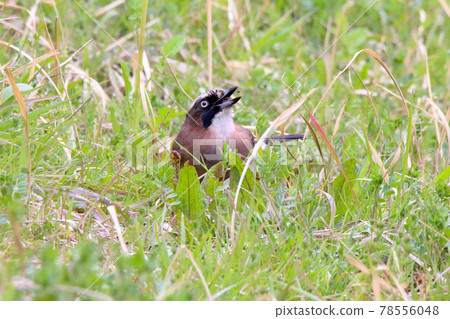 Squeak Squeak 78556048