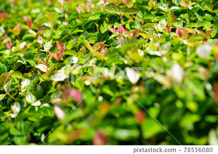 Ground cover first snow kudzu 2 Ground cover first snow kudzu 2 78556080