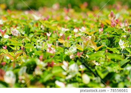 Ground cover first snow kudzu 3 78556081