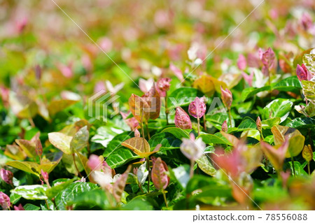 Ground cover first snow kudzu 10 78556088