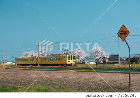 滋賀縣近江鐵道的春天風景 滋賀縣近江鐵道的春天風景 78556243