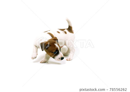 Flirtatious puppy Jack Russell Terrier white background 78556262