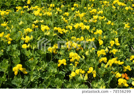 Miyako Kusa 78556299