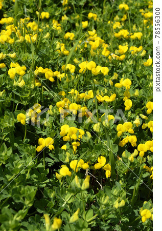 Miyako Kusa 78556300