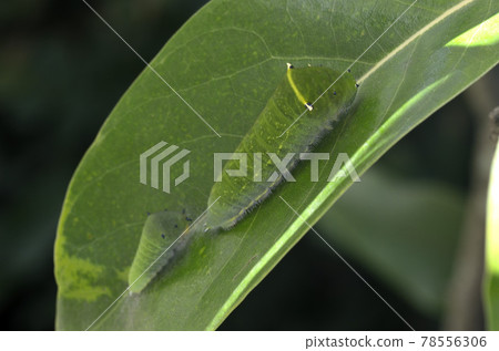 Bluebottle larva, butterfly larva, bluebottle larva Bluebottle larva, butterfly larva, bluebottle larva 78556306