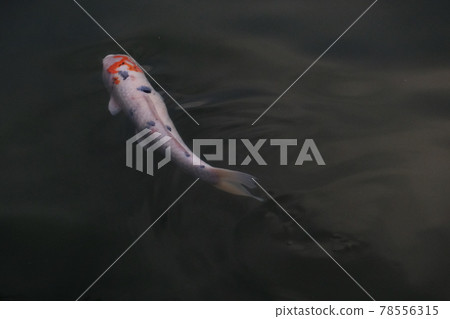 鯉魚 78556315
