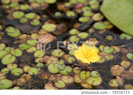 Nymphoides pelt blooming on the surface of the water Nymphoides pelt blooming on the surface of the water 78556715