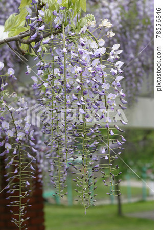 Wisteria wisteria wisteria flower wisteria shelf Wisteria wisteria wisteria flower wisteria shelf 78556846