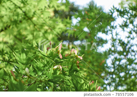 Maple Flower Maple Flower 78557106