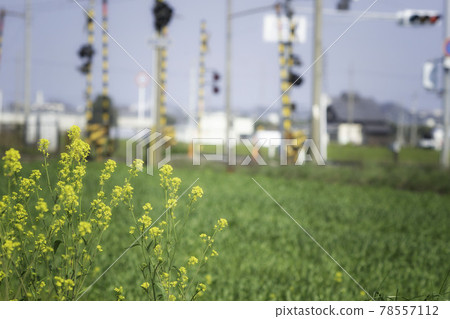 油菜花和鐵路道口的景色 78557112