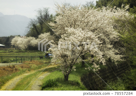 It is a countryside landscape of spring cherry blossoms It is a countryside landscape of spring cherry blossoms 78557284