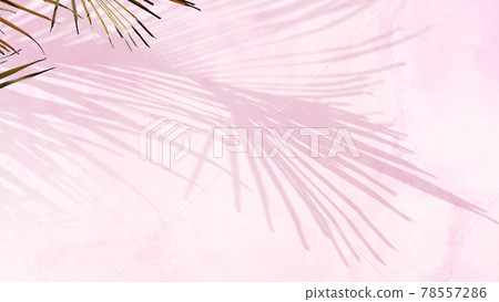 棕櫚葉和粉紅色牆壁的陰影 78557286