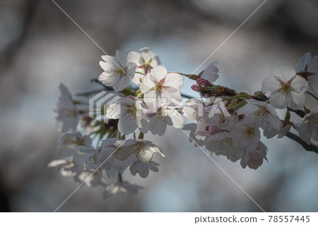 櫻花（染井吉野） 78557445