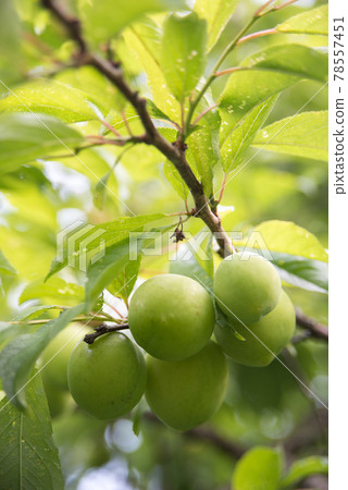 未成熟的李子果實 78557451