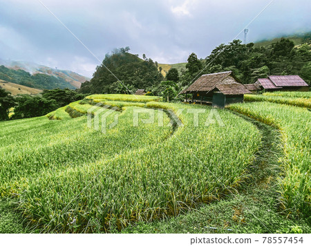 Rice Terraces in Doi inthanon national park in chiang Mai province, Thailand 78557454