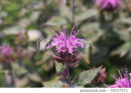 Pink flowers of Monarda blooming in the park in early summer 78557571