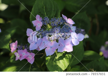 Hydrangea flowers blooming in the park in early summer 78557831