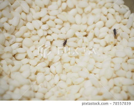 Maize weevil in a rice bowl Maize weevil in a rice bowl 78557839
