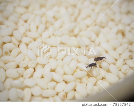 Maize weevil in a rice bowl Maize weevil in a rice bowl 78557842