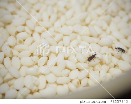 飯碗裡的玉米象鼻蟲 78557843