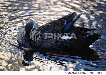 黃昏時分,斑嘴鴨在公園河淺水區飲水 黃昏時分,斑嘴鴨在公園河淺水區飲水 78557893