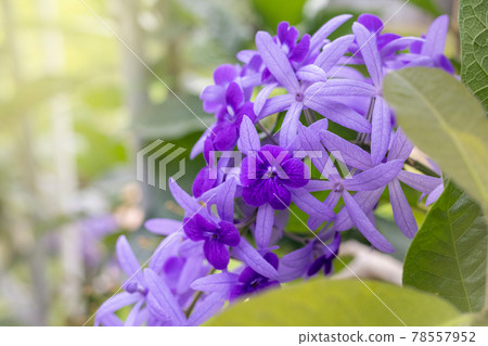 Purple Wreath flowers in garden Purple Wreath flowers in garden 78557952