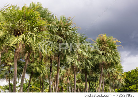 Wax palm or Carnauba , plant native in the northeastern Brazil Wax palm or Carnauba , plant native in the northeastern Brazil 78557953