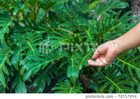 Fresh green leaves of philodendron xanadu in garden 78557954